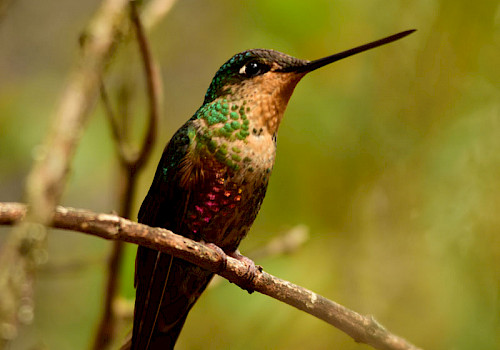 Colombia Birding Tours