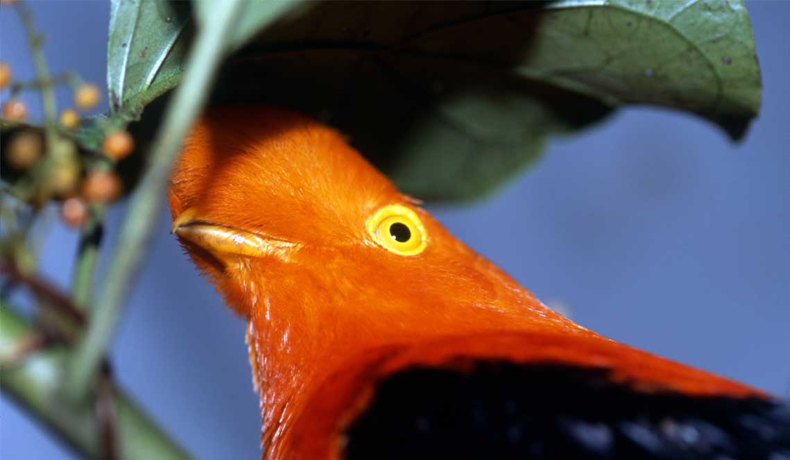 Birding Jardin Antioquia Colombia