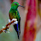 Off The Beaten Path Colombia Birding Tour