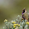 Colombia Andes and Caribbean Coast Birding Tour