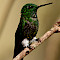 Bogota Birding Day Tour