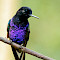 East, Central and Southwest Colombia Birding Tour