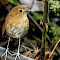 Western and Central Andes Birding Tour