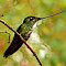 Surroundings of Bogota Birding Tour