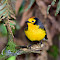 Southwest Colombia Birding Tour