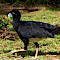 Colombia Caribbean Coast Birding Tour