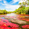 Caño Cristales Tour