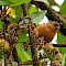 Birding and Beach Colombia Tour