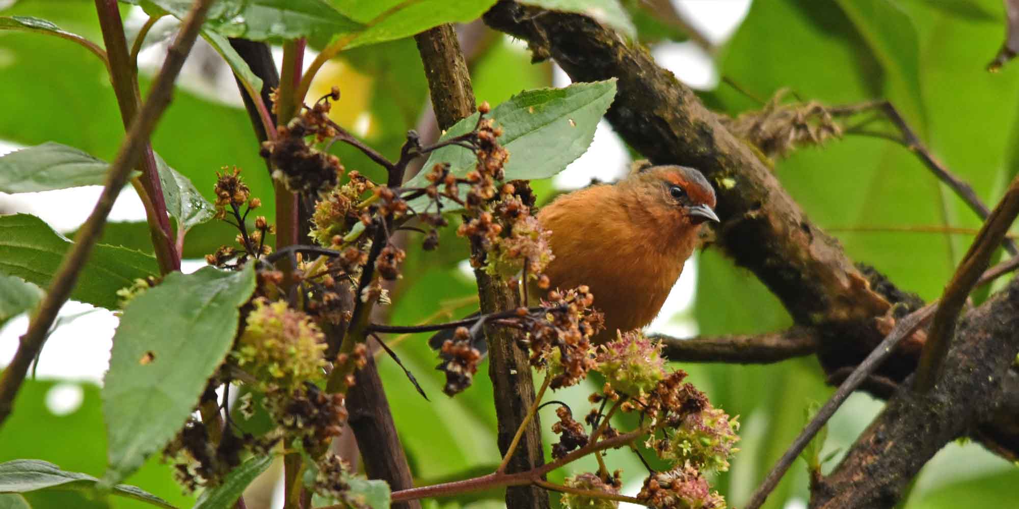 Colombia Birding and Beach Tour