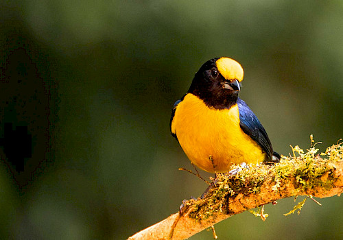 Colombia Birding Photography Tour