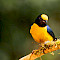 Colombia Birding Photography Tour