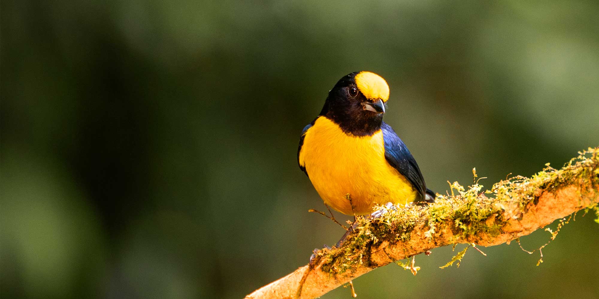 Colombia Birding Photography Tour