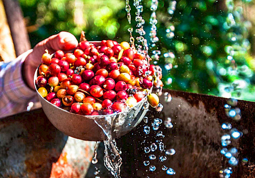 Coffee tour in Bogota