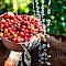 Monserrate & Coffee Farm Day Tour in Bogota