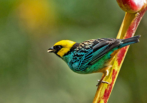 Colombia Birding Tour - Cauca Valley and Coffee Region