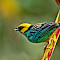 Cauca Valley and Central Andes Birding Tour
