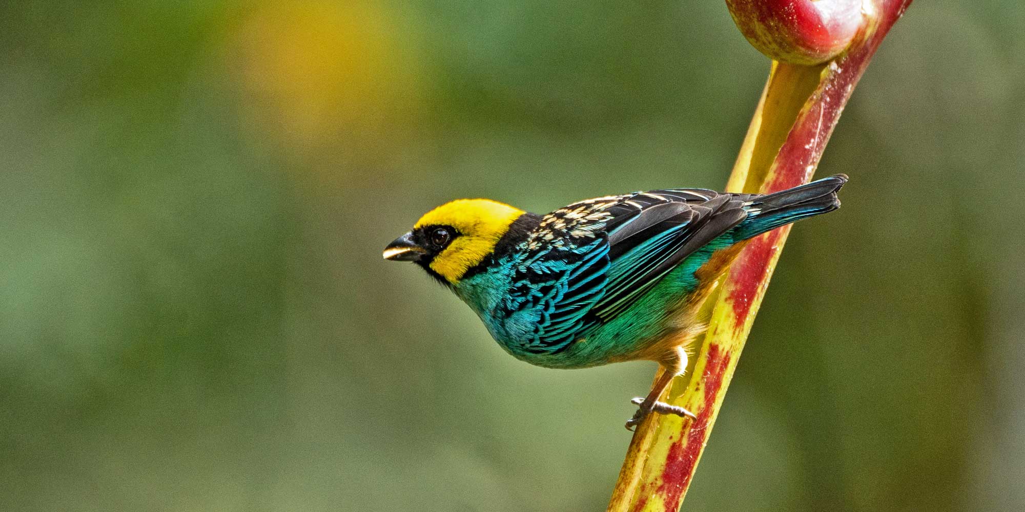 Colombia Birding Tour - Cauca Valley and Coffee Region