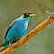 Cauca Valley Colombia Birding Tour