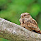 Colombia Birding Amazon Tour