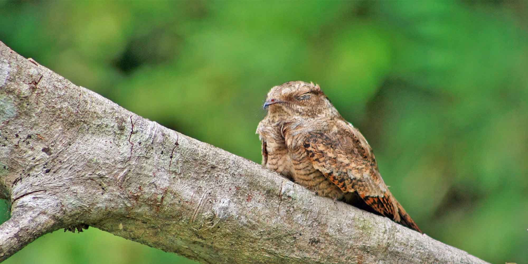 Colombia Birding Amazon Tour