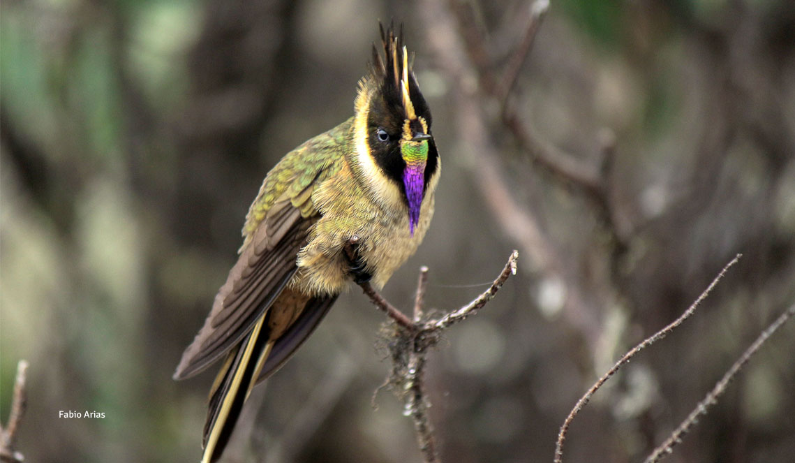 Colombia Birding Tours
