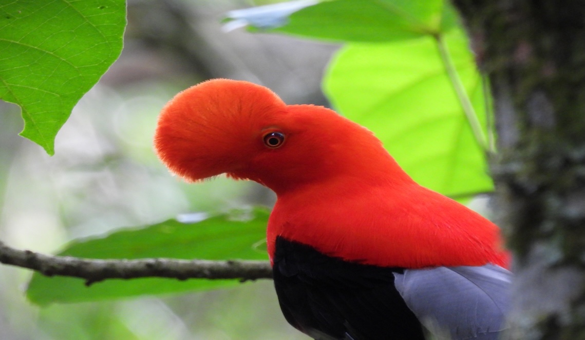 Colombia Birding Tours
